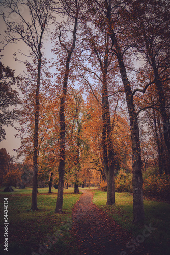 Autumn forest tree path