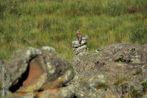 Red backed Hawk, Highland grasslands in Pampa de Achala , Quebrada del Condorito  National Park,Cordoba province, Argentina photo