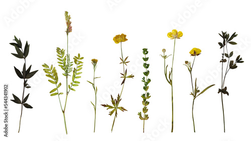 Dry pressed wild flowers and plants isolated on transparent background. Botanical collection	 photo
