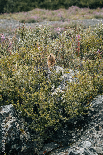 marmot in a rock in the mountains with flowers
