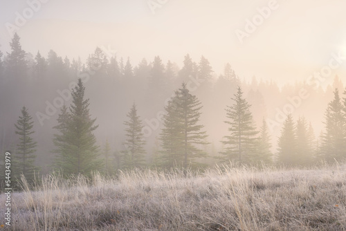 Fototapeta Naklejka Na Ścianę i Meble -  Foggy landscape at dawn. Sunbeams in a valley. Forest in a mountain valley at dawn. Spruce trees in the fog. Sunlight in the forest. Natural panoramic landscape. Alberta, Canada.