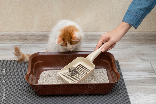 Fototapete man cleans cat litter with a shovel.