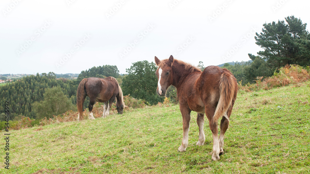 Fototapeta premium Caballos marrón mirando a cámara y otro pastando en ladera verde de monte