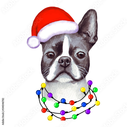 Boston Terrier Dog with christmas lights in Santa's hat. Cute Christmas illustration