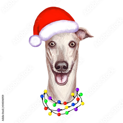 Greyhound Dog with christmas lights in Santa's hat. Cute Christmas illustration