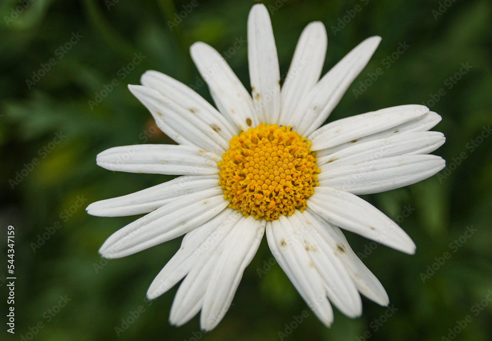 The close-up of chamomile, common daisy with dark green background. The close-up of chamomile, common daisy with dark green background.