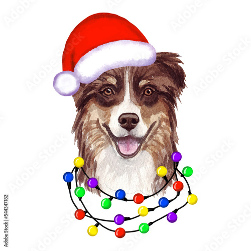 Australian shepherd Dog with christmas lights in Santa's hat. Cute Christmas illustration