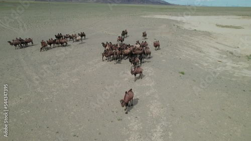 A herd of Bactrian camels grazing in the Mongolian steppe.