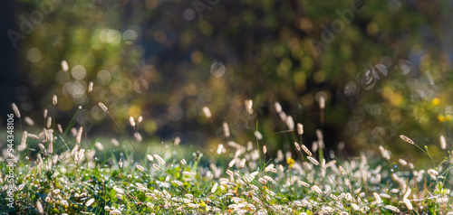 Fotografie Background, header or banner - grass in the autumn morning light- bokeh, much co