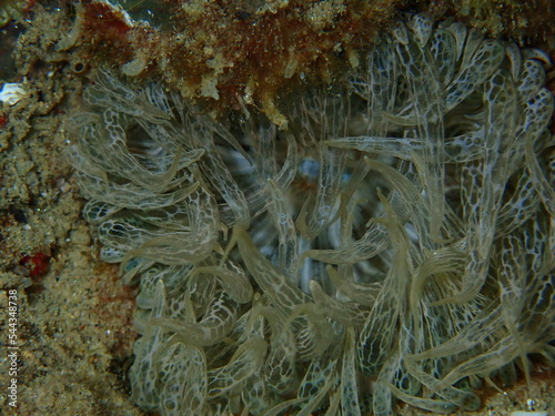 Trumpet anemone or rock anemone  glass anemone  Aiptasia mutabilis  close-up undersea  Aegean Sea  Greece  Halkidiki