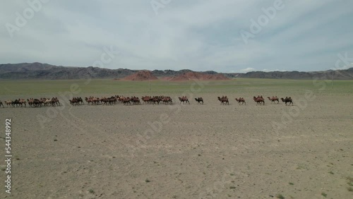 A herd of Bactrian camels grazing in the Mongolian steppe.