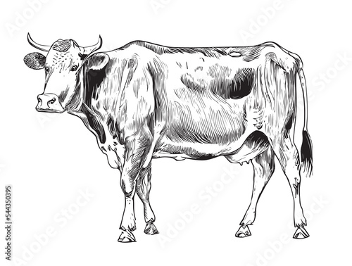 Cow realistic hand drawn sketch.Animal farming vector illustration.
