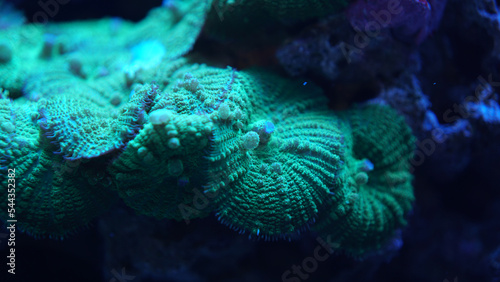 Green coral close-up