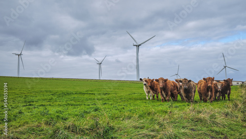 Cows and Wind Turbines