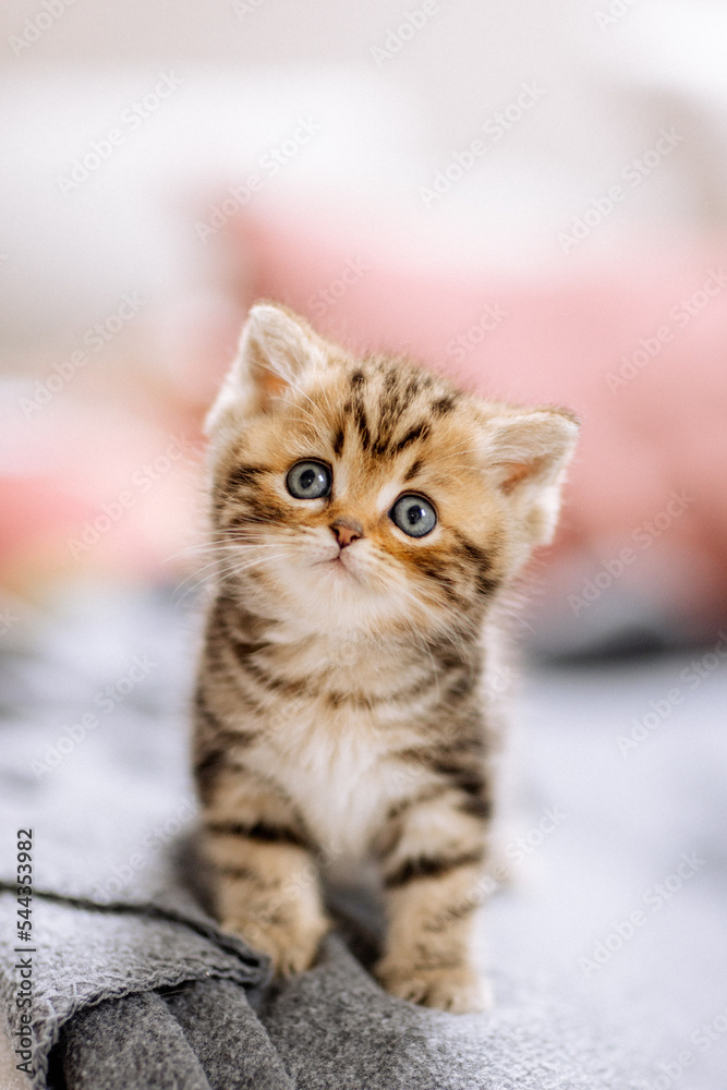 Naklejka premium Katzenkinder im Wohnzimmer