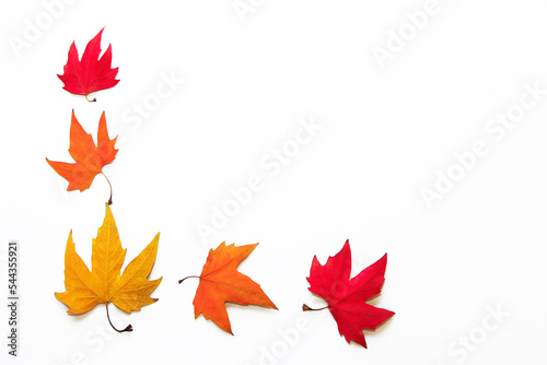 Dry maple autumn multicolored  red  yellow  orange leaves on a white background