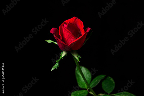 One red rose on a black background.