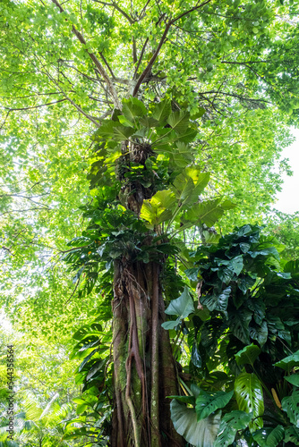 Wallpaper Mural tree in the forest Torontodigital.ca