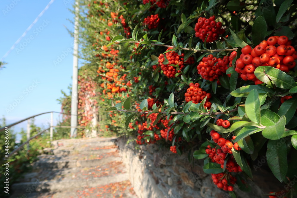 Beautiful berries at Lake Como Beautiful berries at Lake Como