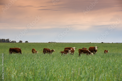 Cattle raising with natural pastures in Pampas countryside, La Pampa Province,Patagonia, Argentina.