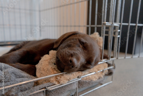 puppy sleeping in cage