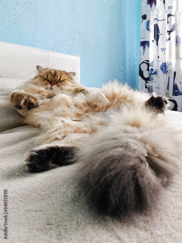 Foto Fluffy ginger British longhair cat sleeping with belly up