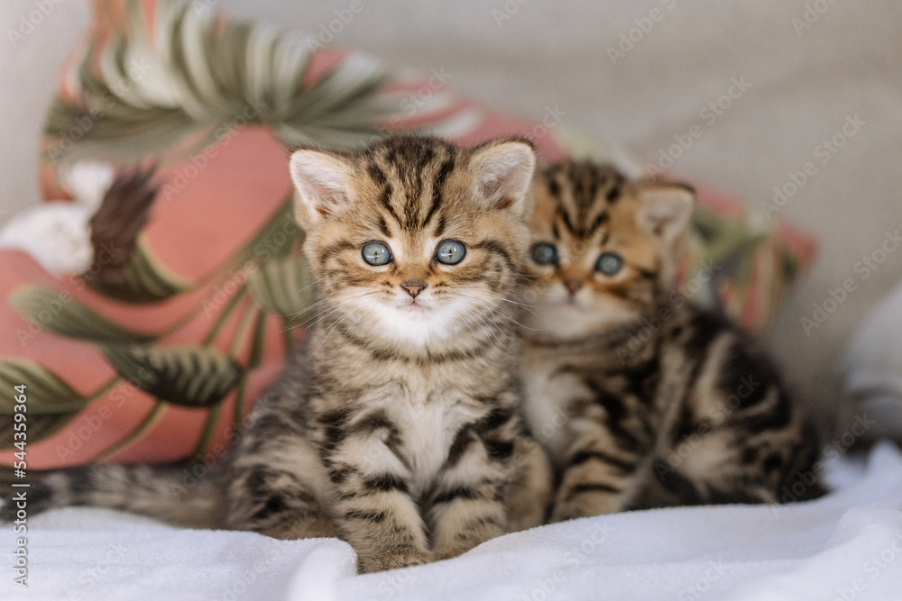 Katzenkinder im Wohnzimmer