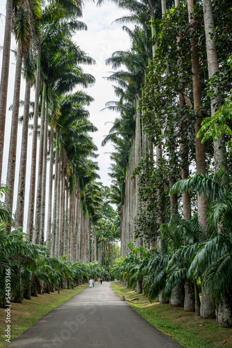 Palm Tree Alley in Royal Botanic King Gardens. Peradeniya. Kandy. Sri Lanka.