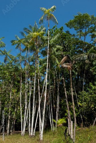 açaí palm tree