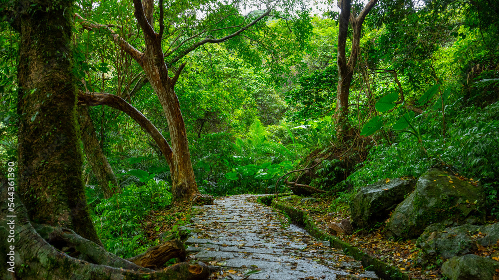 alley, slate, paved, forest trail, shade, clean, cool alley, slate, paved, forest trail, shade, clean, cool