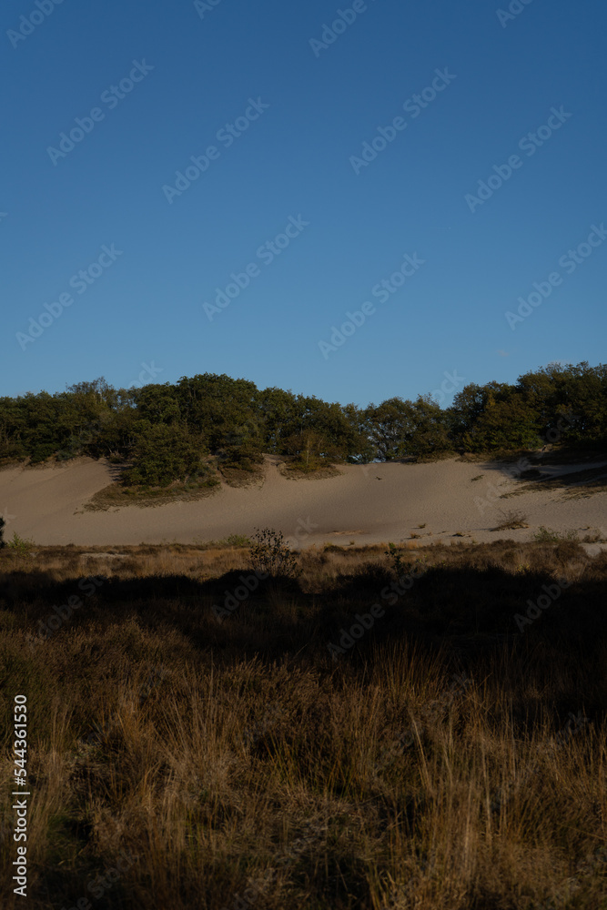 dunes landscape in the south of the Netherlands dunes landscape in the south of the Netherlands