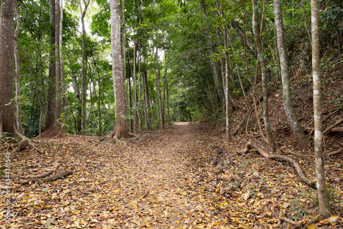 Kandy Udawatta Kele Royal Forest Park or Udawattakele Sanctuary in the city of Kandy, Sri Lanka. photo