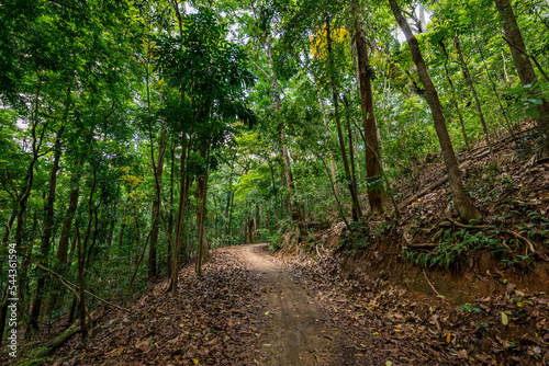 Kandy Udawatta Kele Royal Forest Park or Udawattakele Sanctuary in the city of Kandy, Sri Lanka. photo