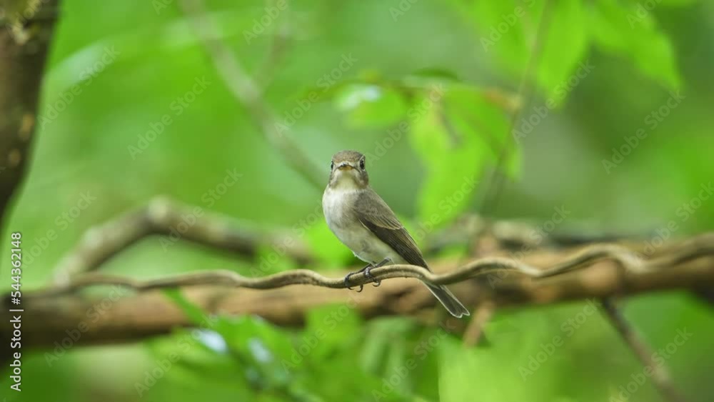 Portrait Taiga flycatcher small bird green background Portrait Taiga flycatcher small bird green background