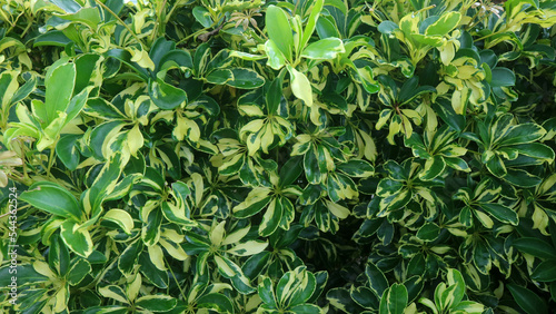 beautiful Schefflera arboricola plant as a background