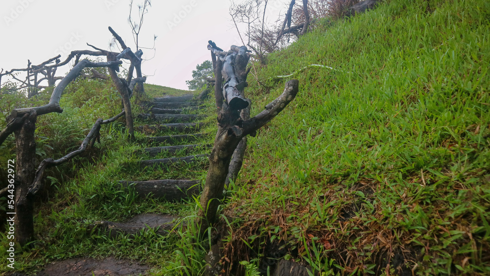 stairs made of wooden branches at a tourist spot stairs made of wooden branches at a tourist spot