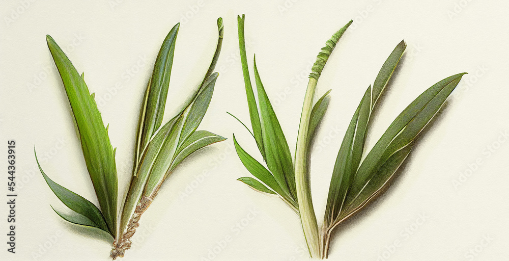 Kewda (Pandanus Odoratissimus). Botanical illustration on white paper