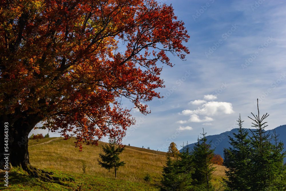 Fototapeta premium Colorful landscape with autumn trees and rural houses on the slopes and in the valley in the mountain village. Carpathian mountains, Ukraine