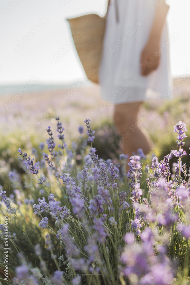 person holding lavender