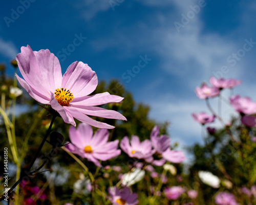 Pink Cosmos and blue sky