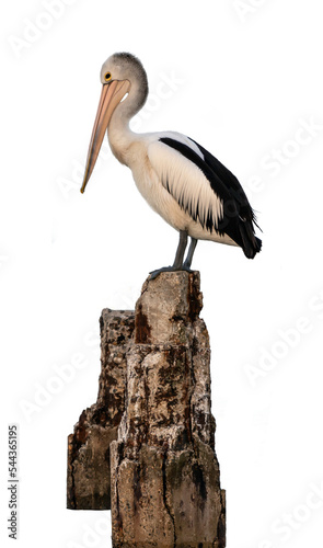 pelican on transparent background