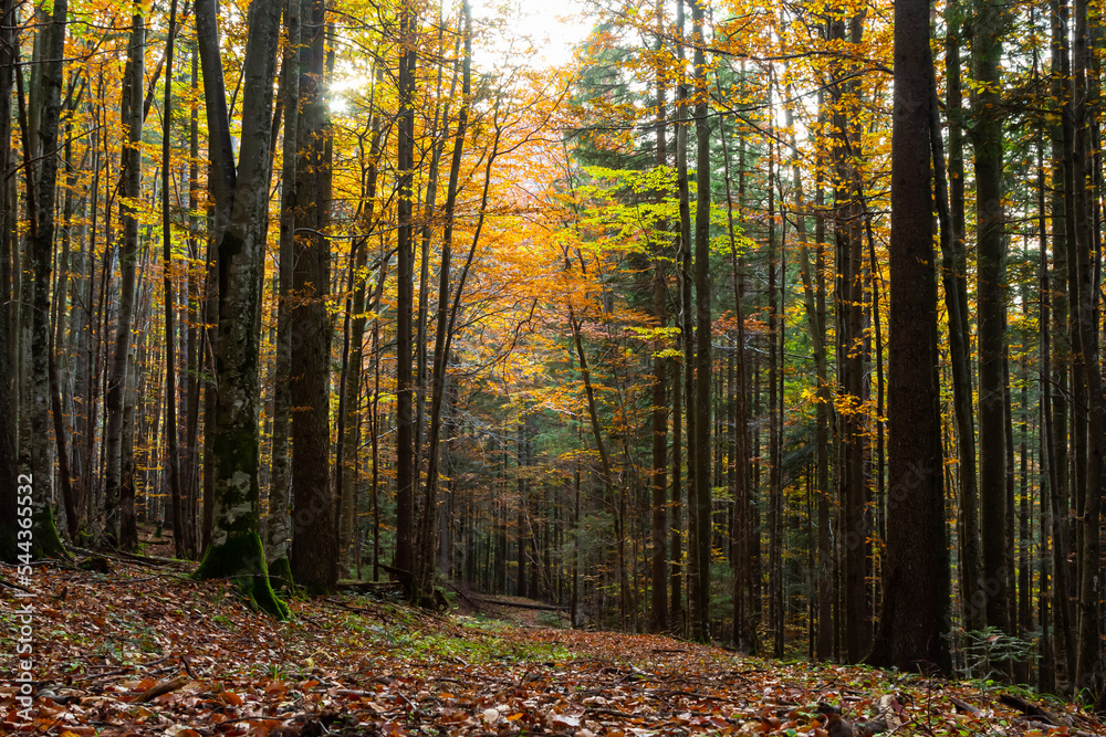 Tall trees of the Carpathian forests, nature reserve in the Carpathians, Ukrainian forests and reserves. Autumn landscape in the forest Tall trees of the Carpathian forests, nature reserve in the Carpathians, Ukrainian forests and reserves. Autumn landscape in the forest