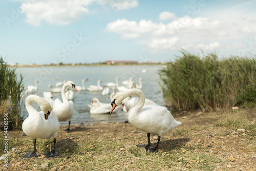 Swans walk by the lake. Saki lake in Crimea