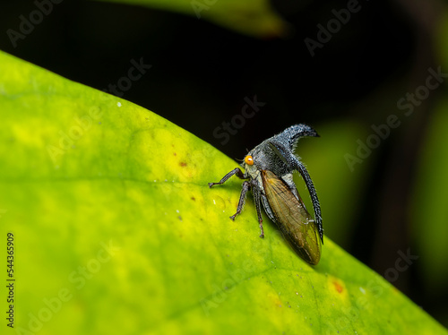 Strange Treehopper macro photo in the garden