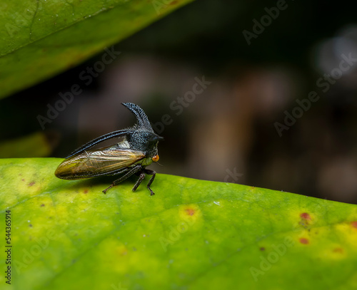 Strange Treehopper macro photo in the garden