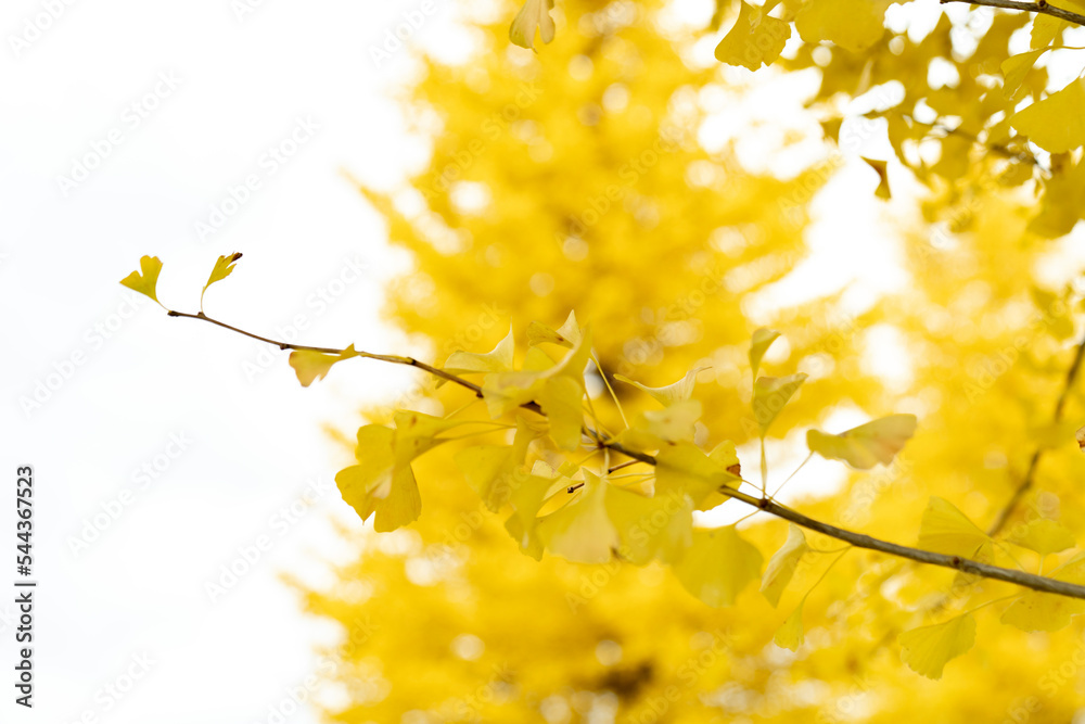 Obraz premium Ginkgo trees 銀杏並木