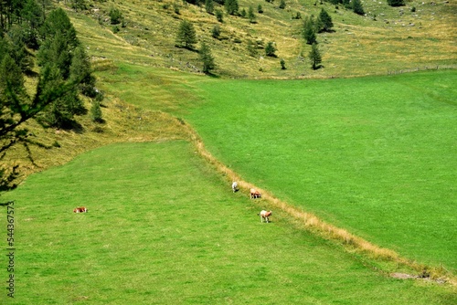 Vast mountain pastures photo