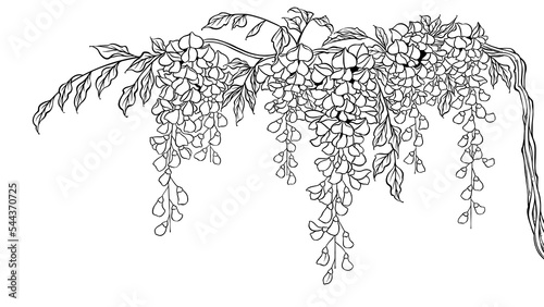Wisteria illustration, blooming flowers and branches, digital art, black and white.