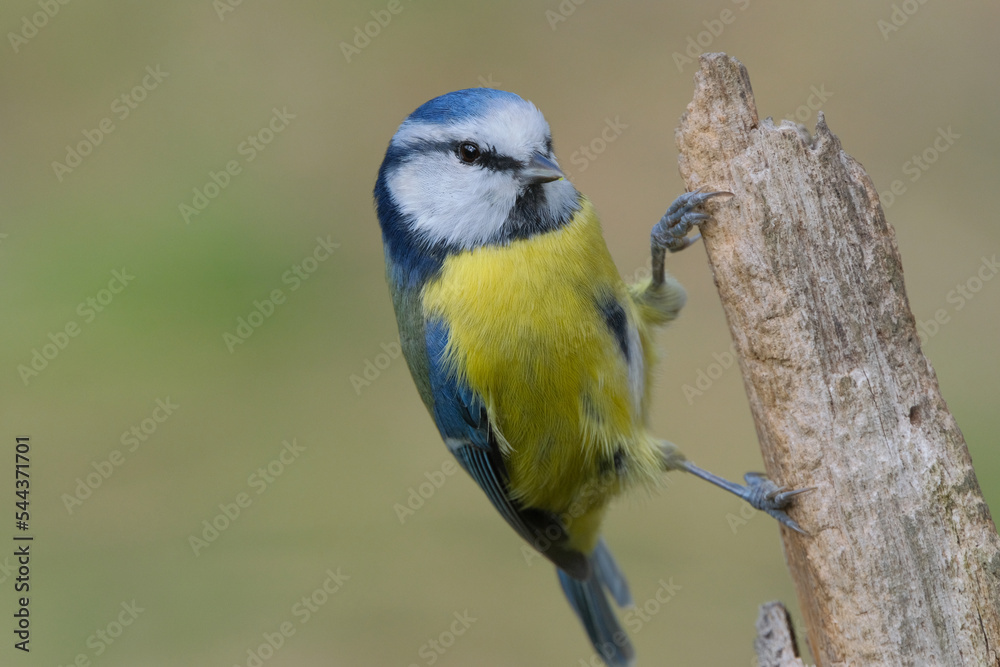 Obraz premium Blue Tit (Cyanistes caeruleus) photographed in autumn on a tree trunk with a blurred background. 