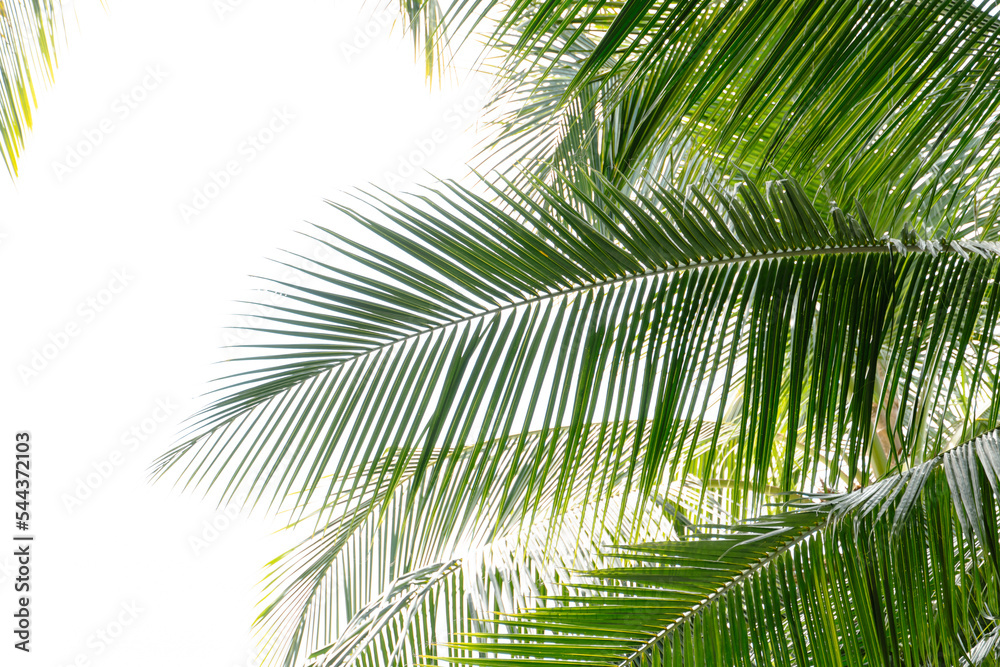 palm tree leaves